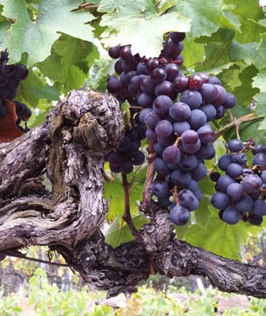 Produits du terroir ardéchois : Vin, fromage, châtaigne, miel