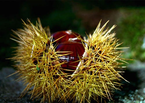 La châtaigne d'Ardèche, le fruit ardéchois par excellence