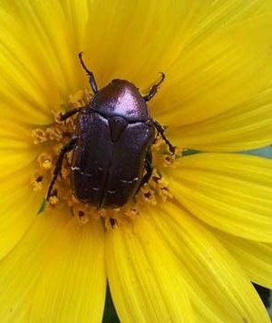 Enjeux environnementaux, geste éco-responsable